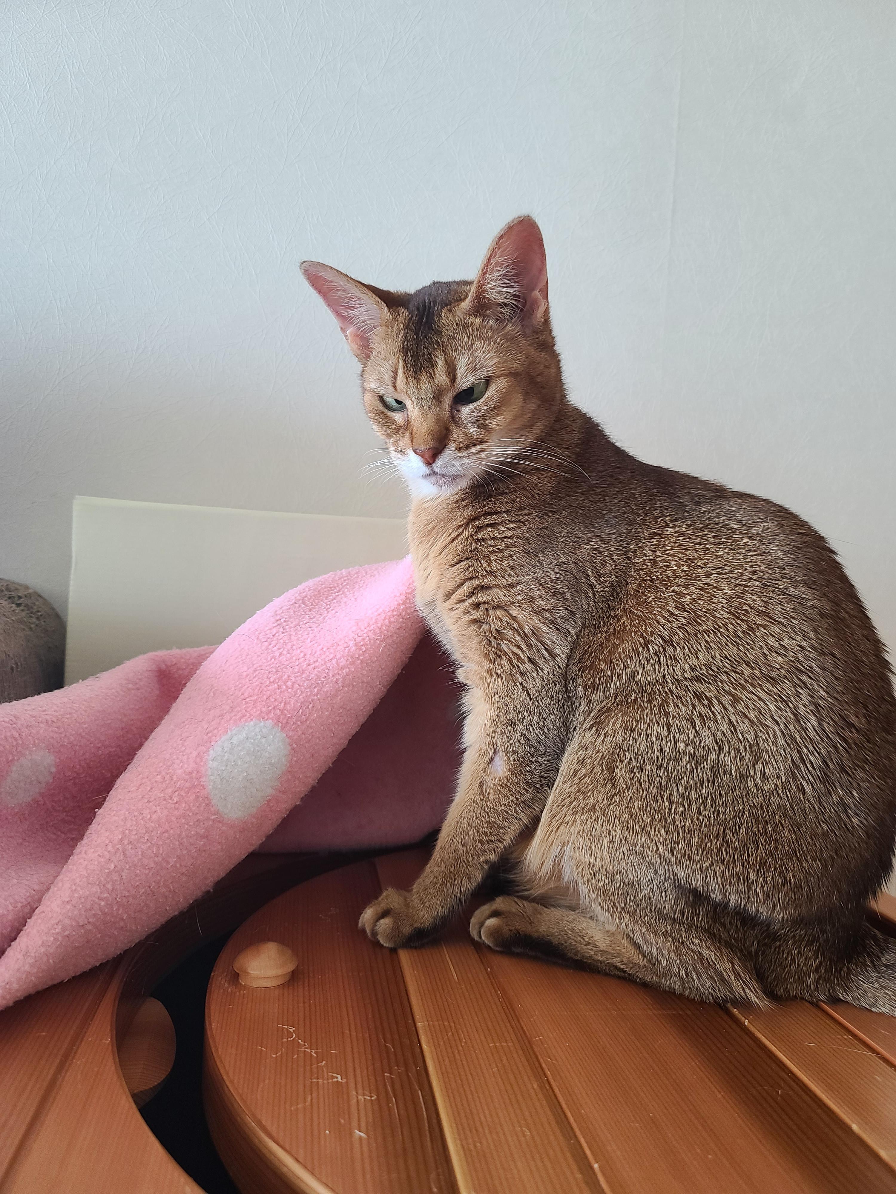 우리집엔 비싼 고양이들 숨숨집이 있다. 건식반신욕기 숨숨집.