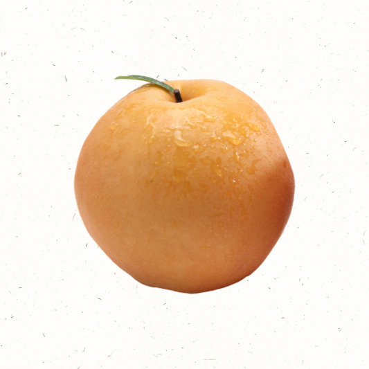 신고배 단면, 과즙 가득한 하얀 과육