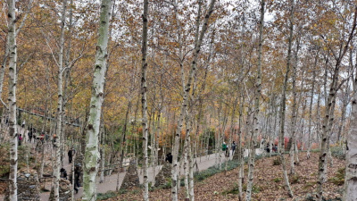 단풍명소_화담숲_자작나무숲