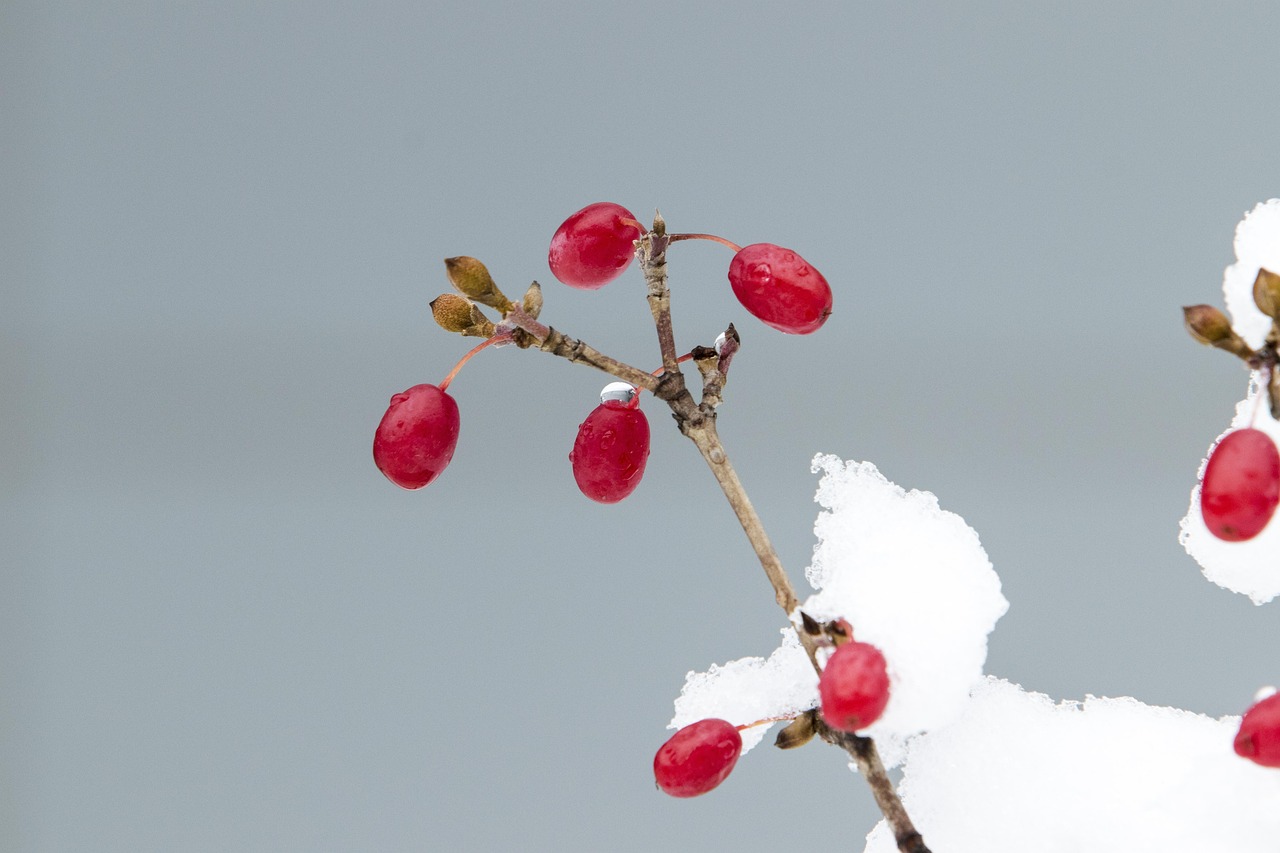 '산수유'의 주요 성분과 효능, 종류와 활용법, 섭취 시 주의할 점 분석