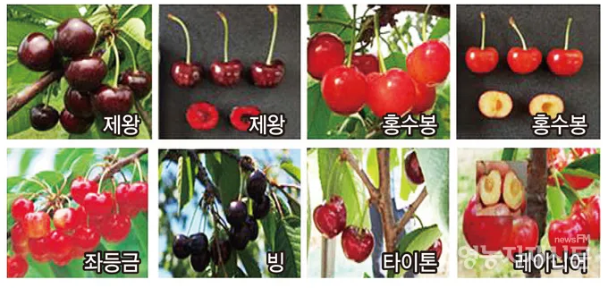 체리 재배 수분수 선택 전정 시기 열매 갈라짐 예방_8