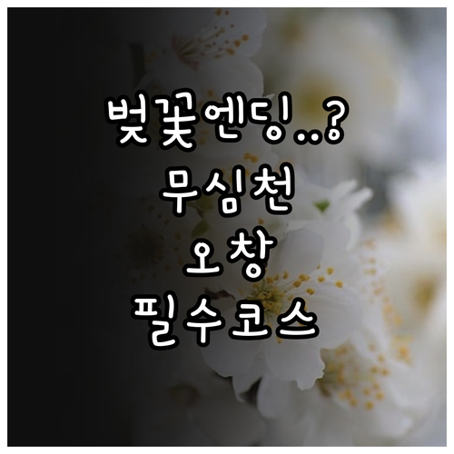 무심천 오창호수공원 벚꽃 축제 주요 ..