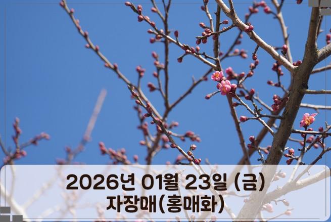 양산 통도사 홍매화 보러 가기 전 필독! 주차요금과 오전 방문 꿀팁 (2월 여행지)