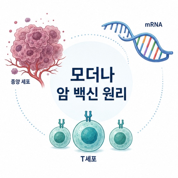 암세포의 돌연변이 정보를 mRNA에 담아 면역계가 암을 인식하도록 만드는 개인 맞춤 암 백신의 기본 원리를 보여주는 그림