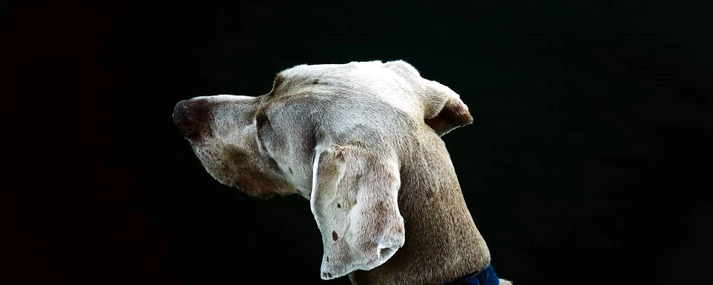 강아지 피부 가려움 23