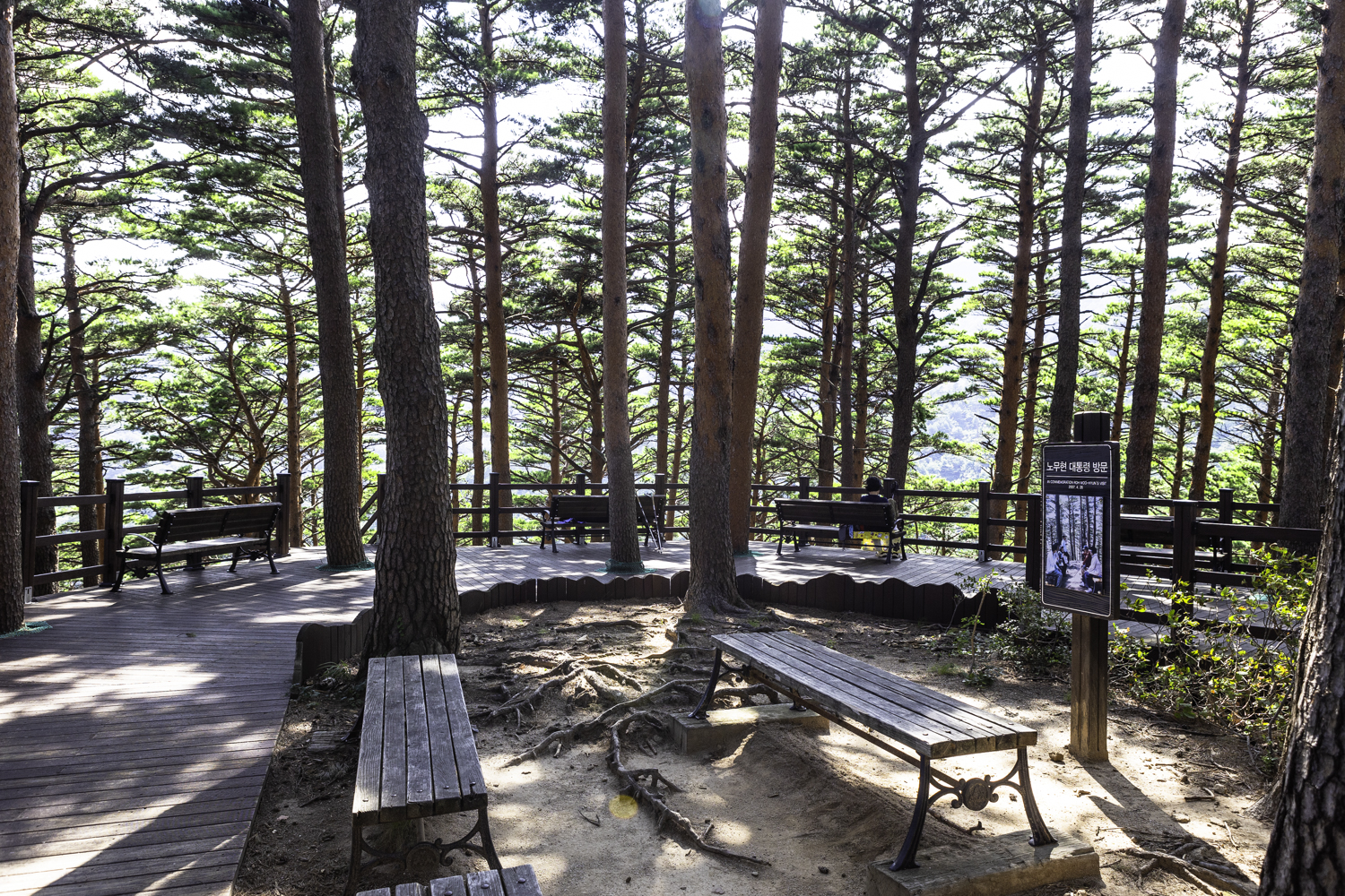 대관령소나무길 노무현 대통령