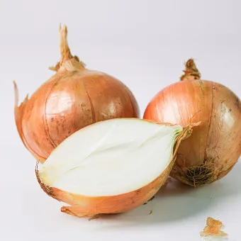 양파 수확시기_2