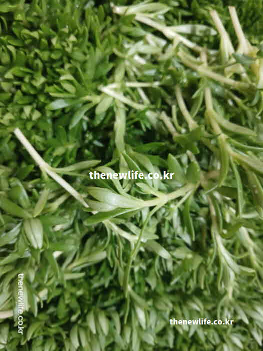 돌나물 효능 영양성분 이소플라본