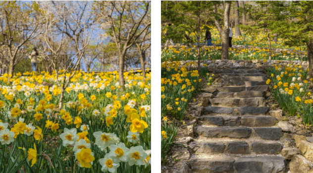 화담숲 단풍여행