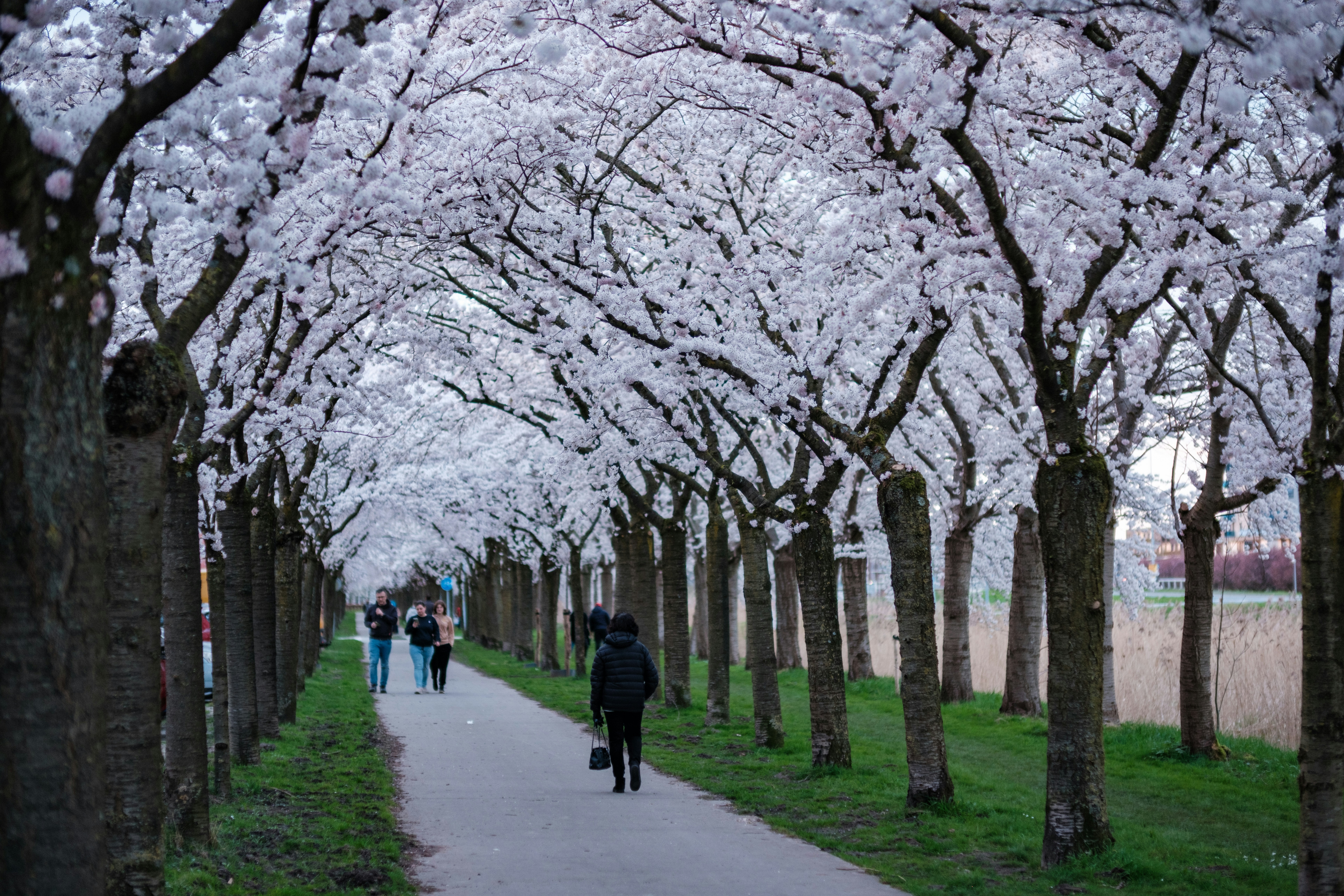 벚꽃 터널 산책길 관련 사진
