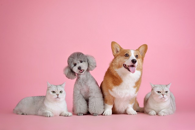 개외 고양이 이미지