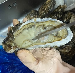 고성삼베체굴