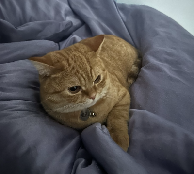 침대 위 이불에 혼자 엎드려 조용히 있는 주황 고양이 뽀리의 모습