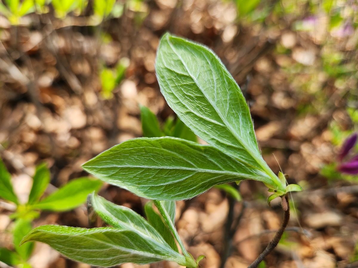산철쭉