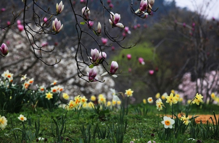 천리포수목원 목련축제 (출처:한국관광공사)