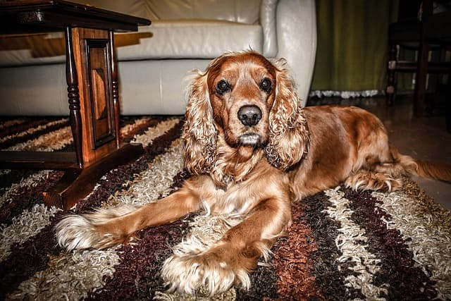 canine atopic dermatitis