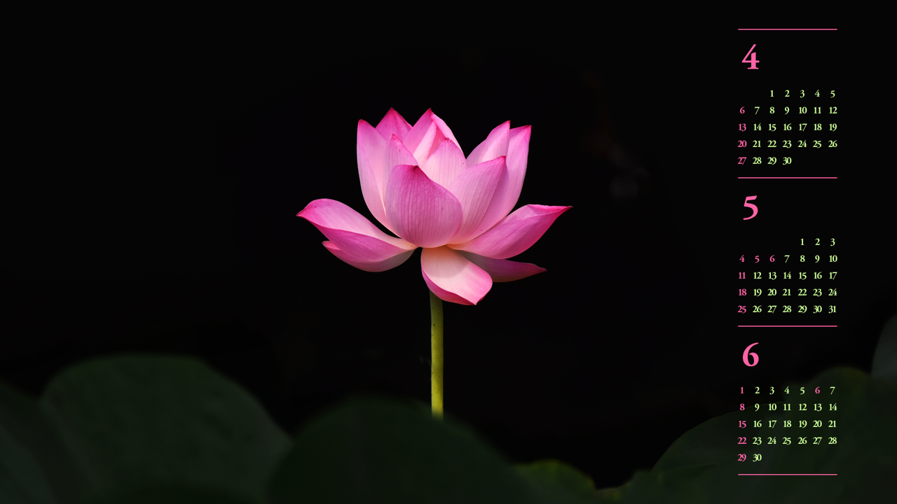 14 홍련 검정배경 B - 2025년5월 노트북배경화면