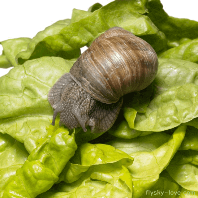 식용 달팽이 고르는 법