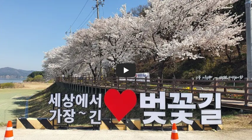 대청호-벚꽃길-영상보러가기