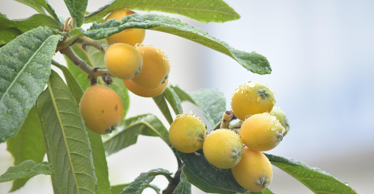 초여름 건강 간식 비파열매