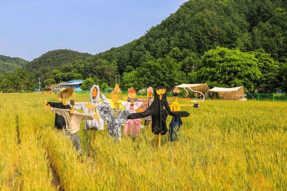 [6월 축제]2025 양평밀축제❘ 기간, 일정, 프로그램 및 이벤트 정리