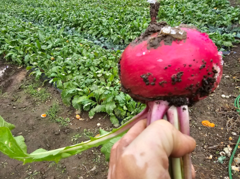 6시내고향 복숭아순무 모모노스케 가격 및 구매방법 제주애월소담농원