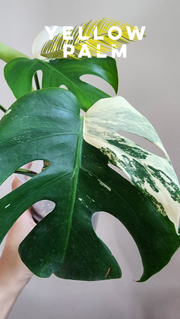 몬스테라 알보 키우기, 식집사, 식물키우기 취미,