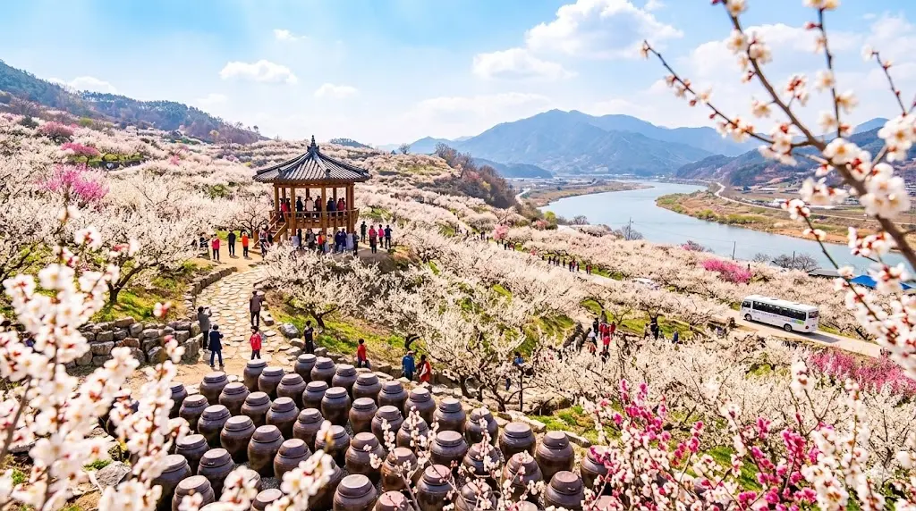 광양 매화축제 평일 방문 꿀팁 및 6천 원 입장료 전액 환급받는 법
