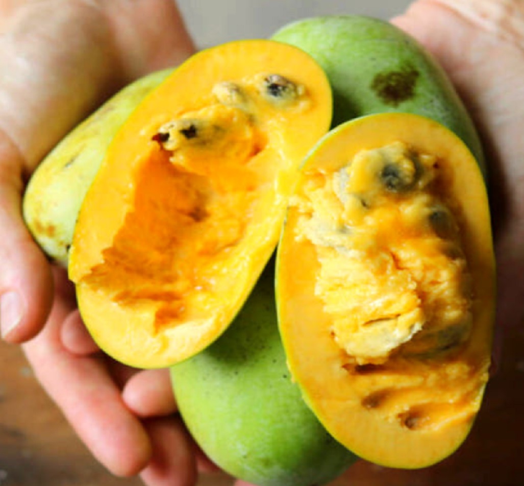 6시내고향-포포열매-논산-더좋은농원-카페라엘-천연항암제