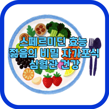 스페르미딘 효능 젊음의 비밀 자가포식 심혈관 건강