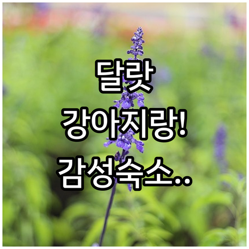 강아지와 함께 떠나는 달랏 힐링 여행..