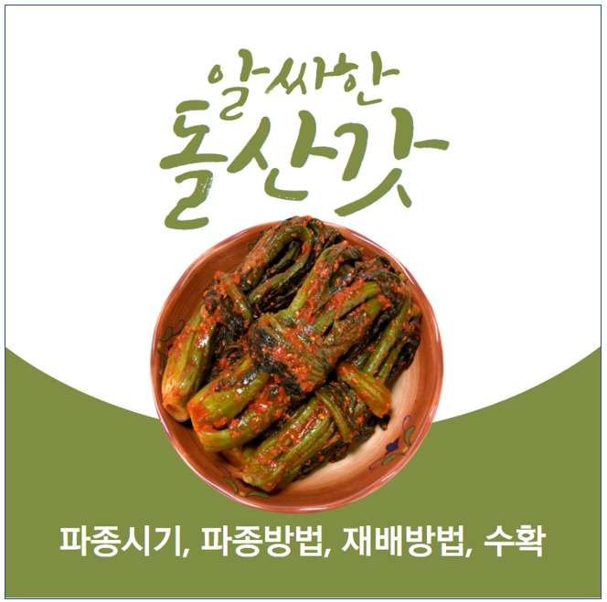 돌산갓