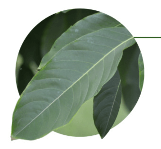 햇살담은 바나바 효능 부작용 섭취방법 내돈내산 후기