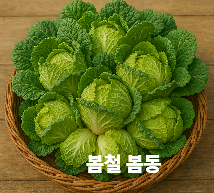 혈압조절 빈혈예방 골격강화 피부톤개선 봄철 봄동 효능 영양성분