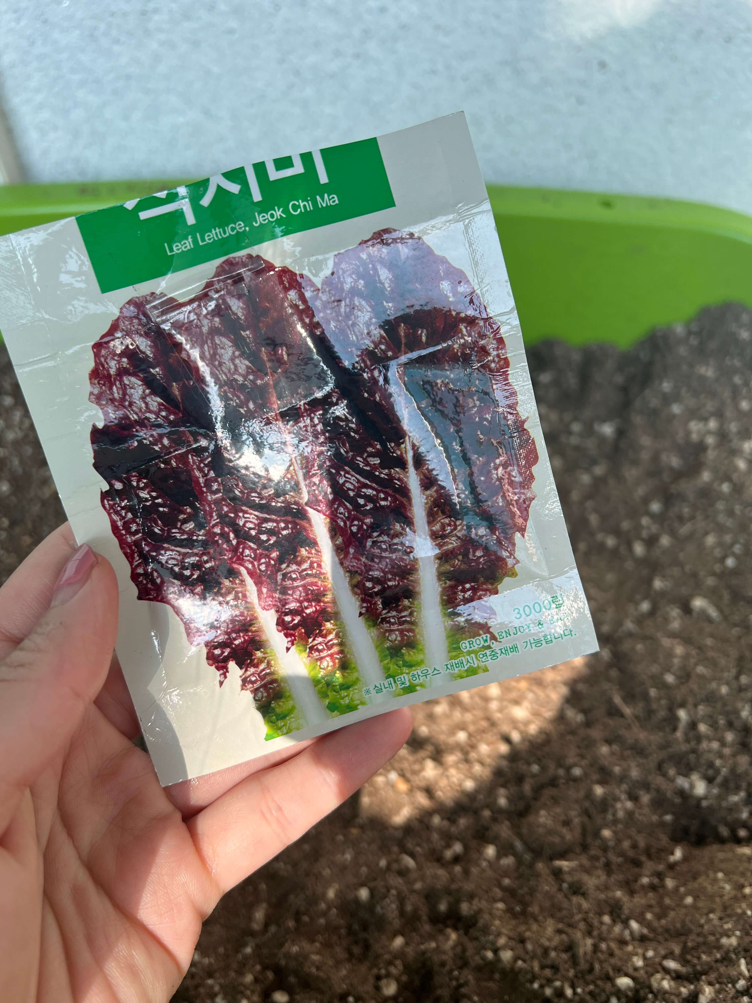 학교에서 가지고 온 상추씨앗