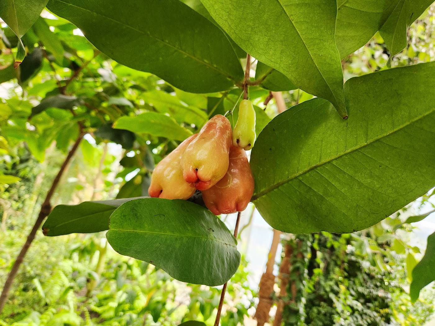 말레이애플 Malay Apple