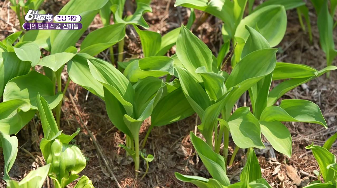 거창 산에서 재배하는 산마늘