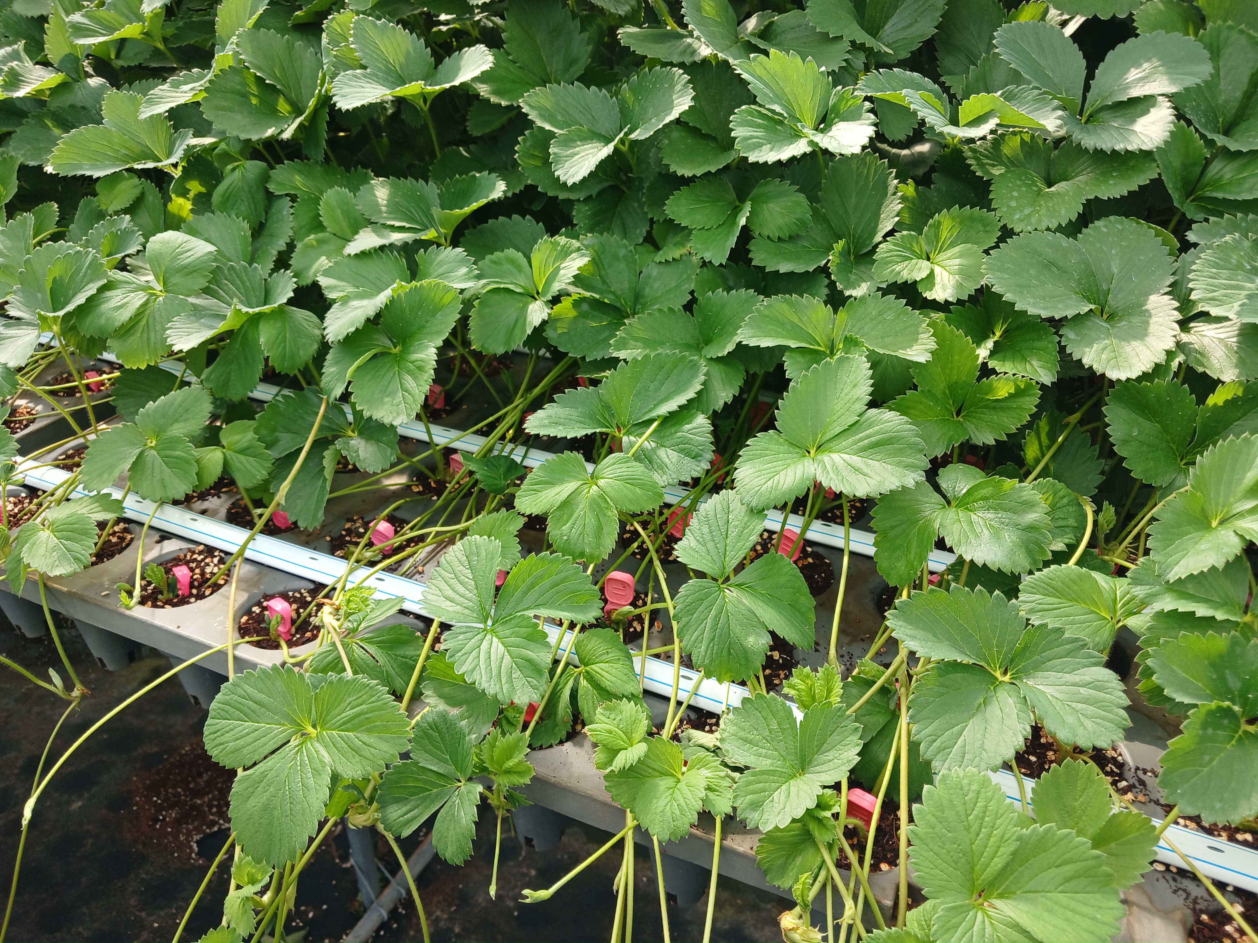 식물보호산업기사