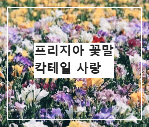 프리지아 꽃