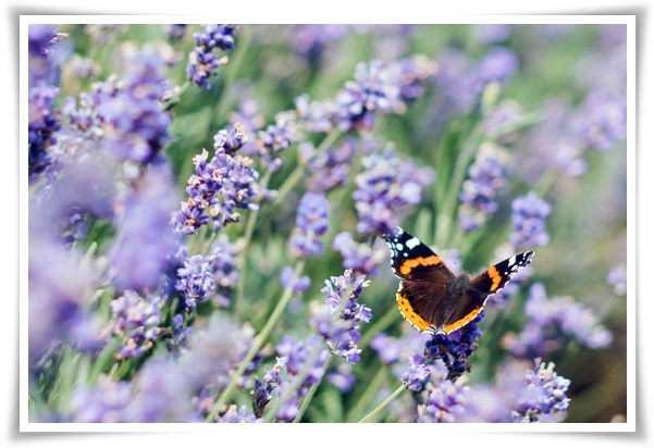 &quot;라벤더&quot; 향긋한 보랏빛 유혹, 자연이 선물하는 힐링과 영감의 향기!