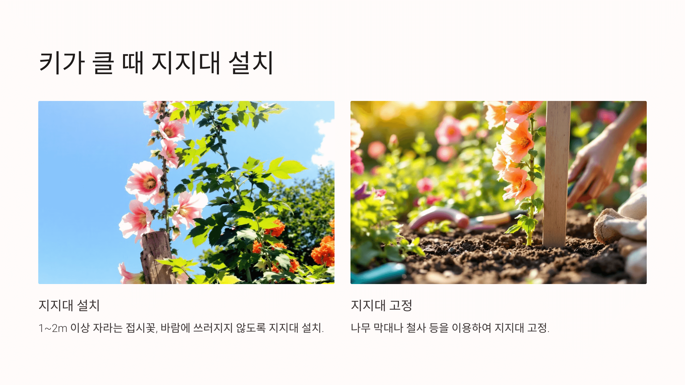 접시꽃 사진입니다.
