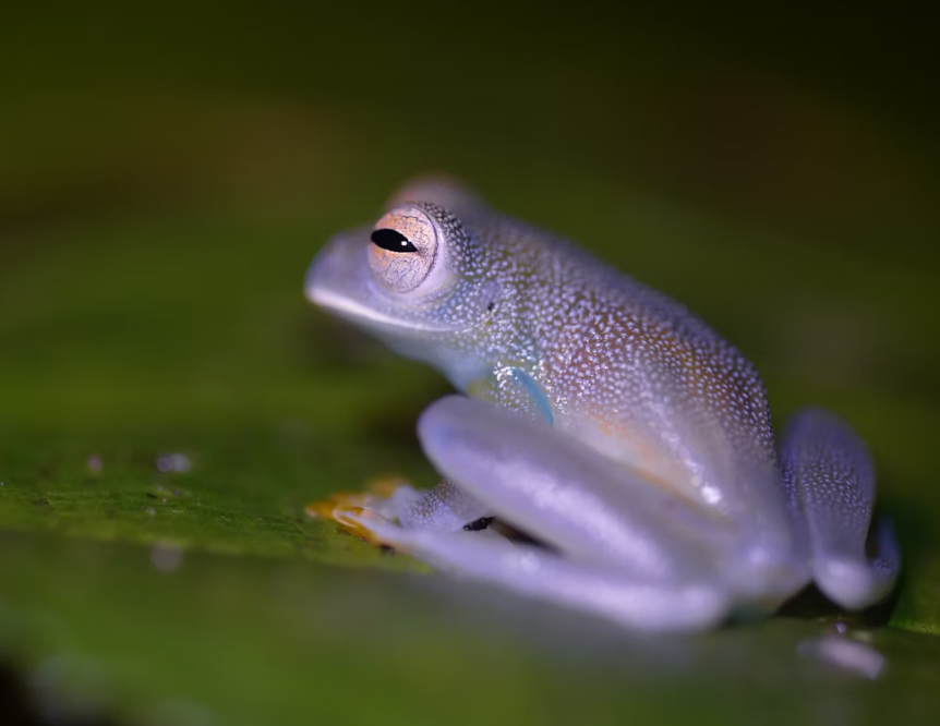 투명한 유리개구리의 세계