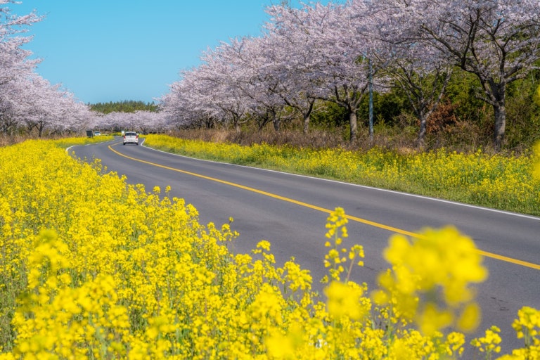 제주도로의 유채꽃과 벚꽃이 함께 피어있는 사진