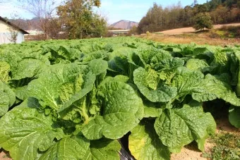 김장 배추 재배 파종 모종 웃거름 결구 수확 타이밍_22