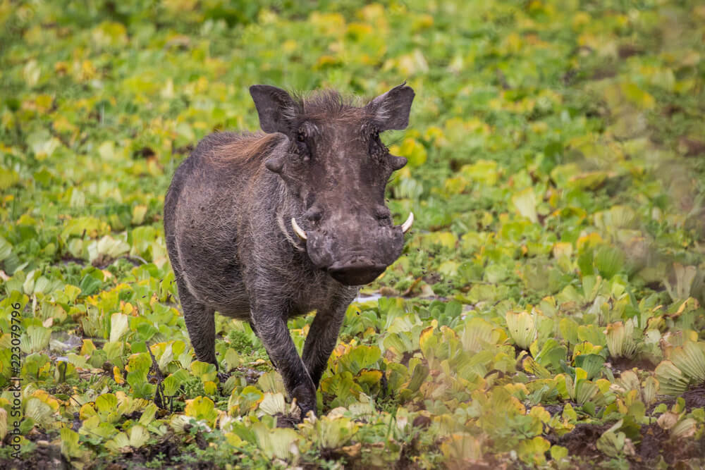 돼지 꿈 해몽: 20가지 상황에서 의미 파악하기