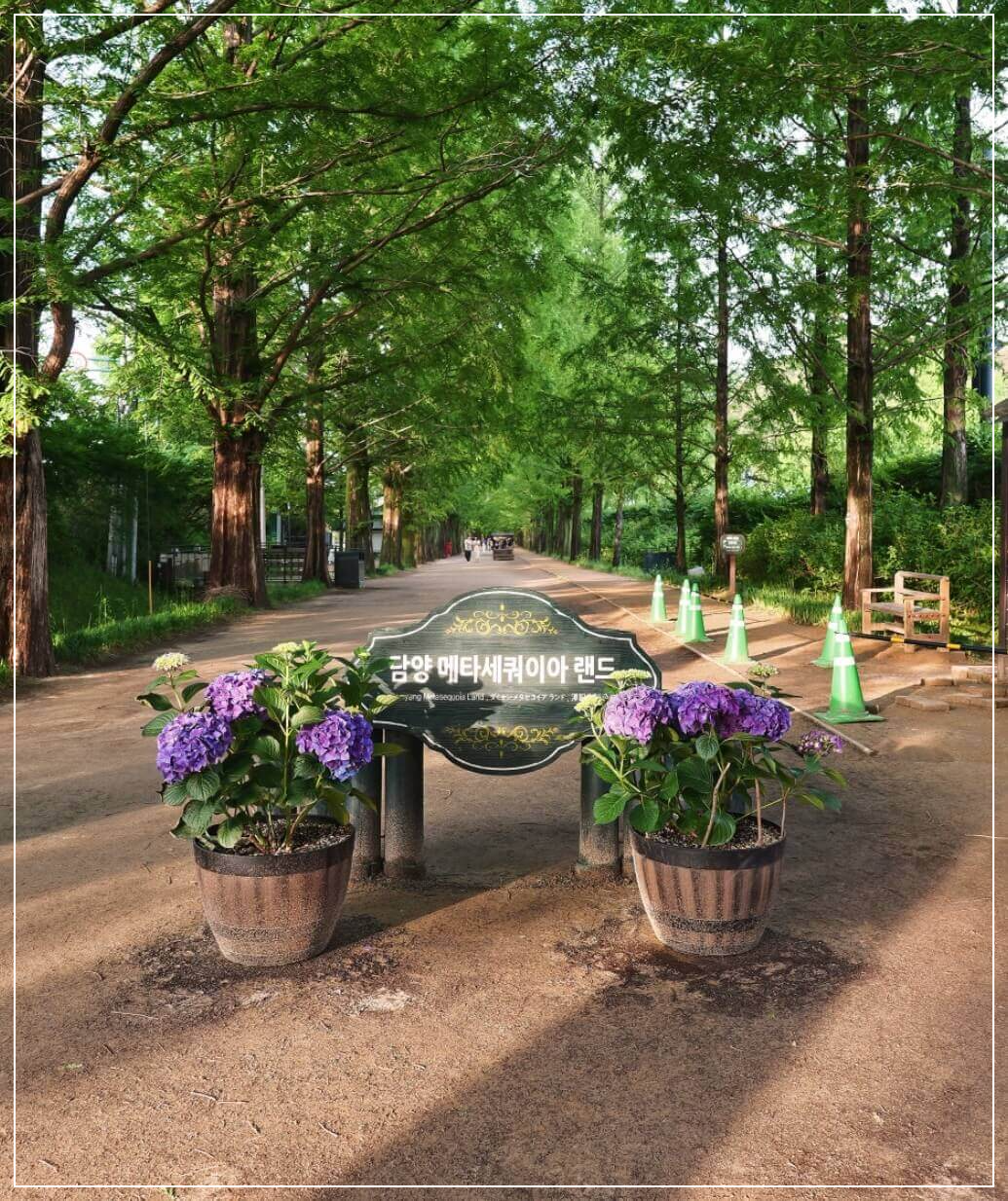 담양 가볼만한곳 베스트10 메타세쿼이아 가로수길