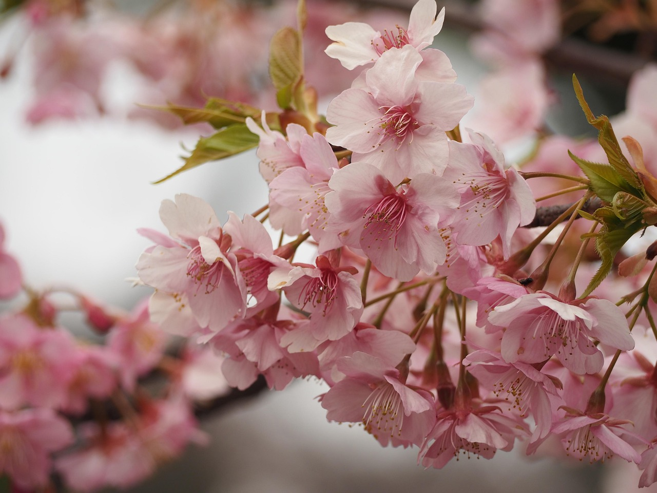 2025 일본 벚꽃 개화 시기🌸 도쿄·오사카·교토 명소 추천!