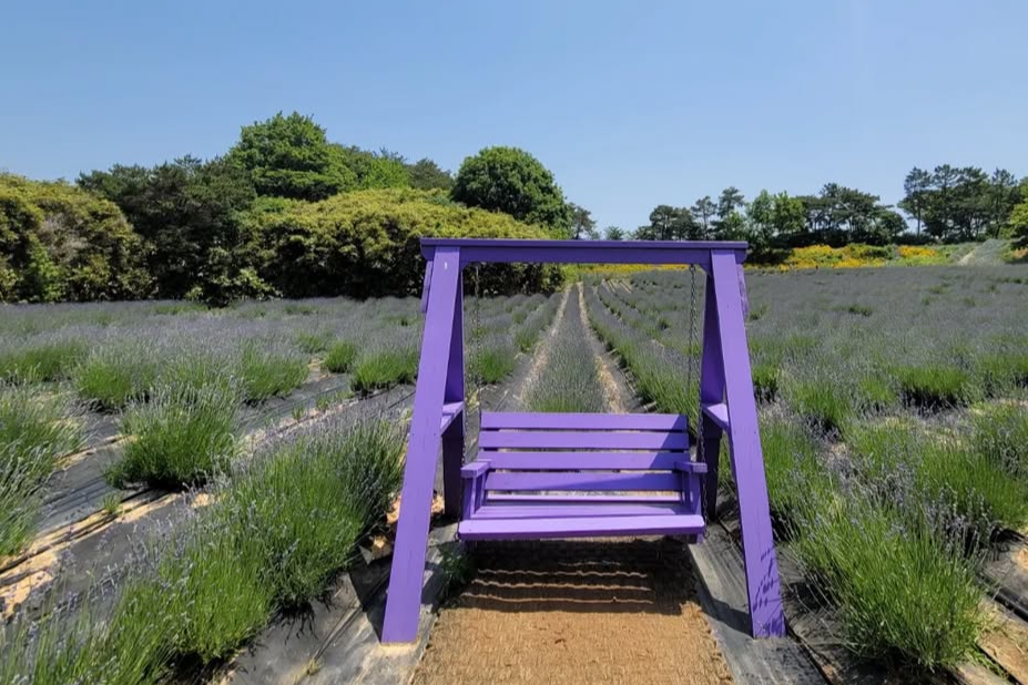 고성 하늬라벤더팜 라벤더 축제