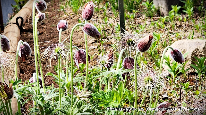 할미꽃, 백두옹 Pulsatilla Koreana