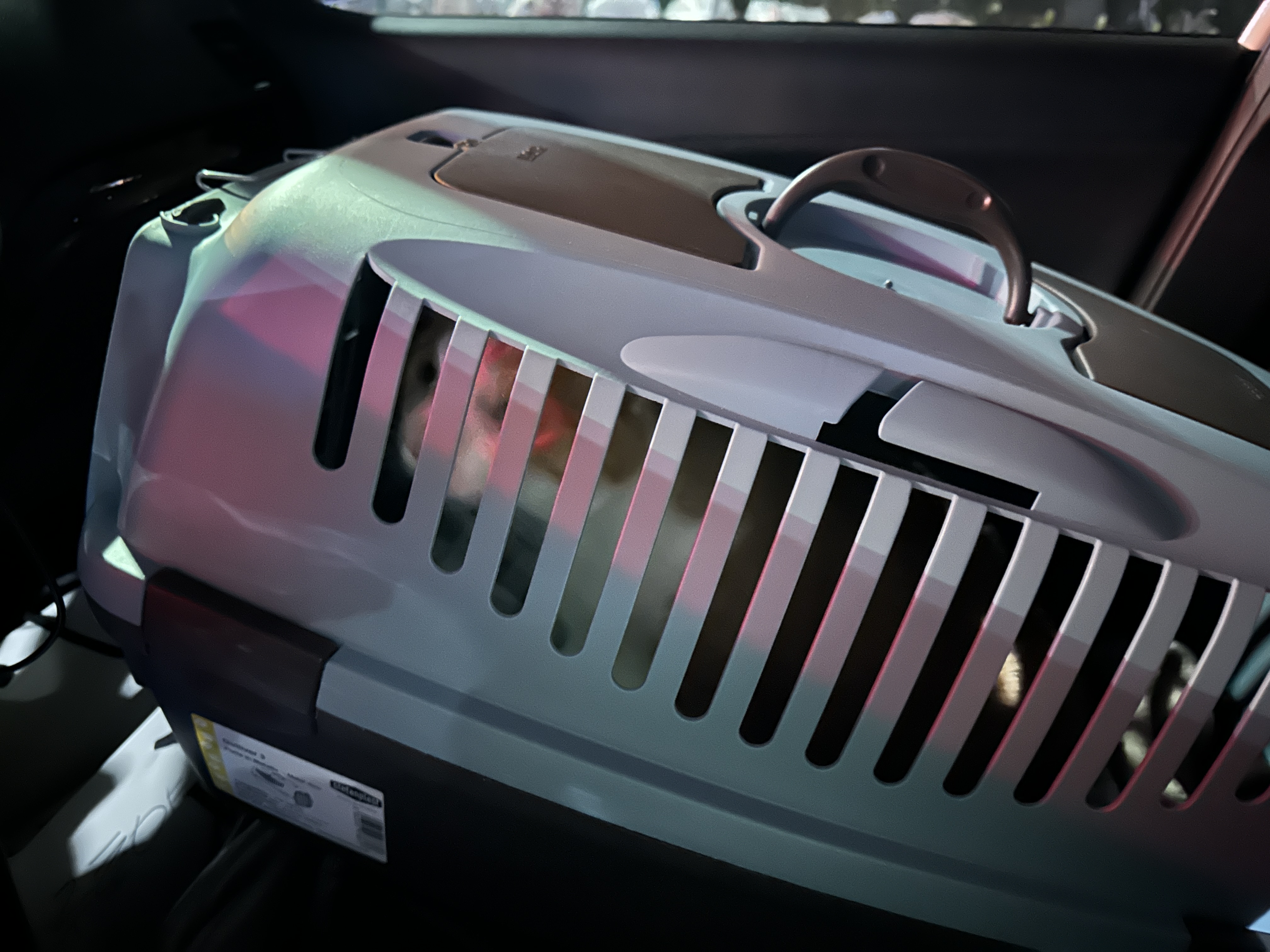 퇴원하고_집으로_가는_차안의_호야